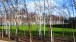 Tate Modern: The birches take the form of rectangular copses, acknowledging that the trees represent the natural activity of birch trees rather than suggesting they have naturally colonized the site