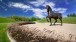 Nina Akamu. The American Horse, 1999. Bronze, 288 x 91 x 339 ins. Gift of Fred and Lena Meijer