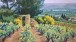 Maria Bell-Salter, Chateauneuf-du-pape, Oil on canvas 66x82cm