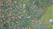 Gustav Klimt, Italian Garden Landscape, 1913  Oil on canvas, 110x110cm, Zug, Kunsthaus Zug, Kamm Collection Foundation ©  Zug, Kunsthaus Zug, Kamm Collection Foundation