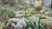 The ecological garden can sometimes be a dry landscape garden, requiring no watering, as with these plantings made by the British gardener Beth Chatto on a former parking lot, Essex, UK. © The Beth Chatto Gardens/Asa Gregers