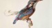 John Ruskin, Study of a Kingfisher