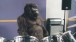 Campaign: Gorilla, Advertiser: Cadbury, Agency: Fallon, Director: Juan Cabral, Production Company: Blink, Year: 2007, Country: UK