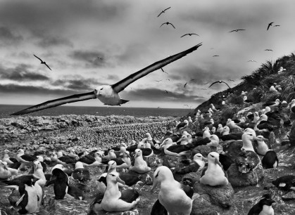 Steeple Jason Island is home to more than 500,000 couples of black-browed albatrosses (Thalassarche melanophris), the largest colony of albatrosses in the  world. Falkland Islands, 2009.  © Sebastião Salgado/Amazonas Images/nbpictures