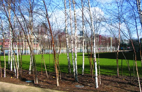 Tate Modern: The birches take the form of rectangular copses, acknowledging that the trees represent the natural activity of birch trees rather than suggesting they have naturally colonized the site