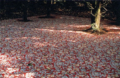 Anya Gallaccio, Forest Floor, Chiltern Sculpture Trail