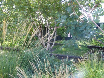 Plantings on the High Line