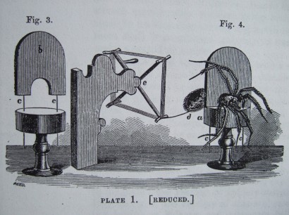 The Alpaida latro spider held in place for silk extraction. Raimondo Maria de Termeyer, Opuscoli Scientifici d‚ÄôEntomologia di fiscia e d‚ÄôAgricoltura dell‚ÄôAbate, Milan, vol.1, plate VI. 1807