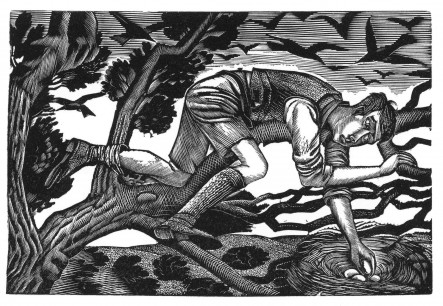 Eric Ravilious, Boy Birdnesting, 1927. Wood engraving. 8.8x13cm. Private collection.