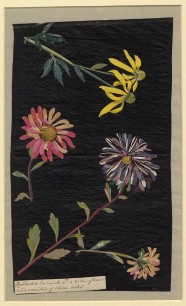 Mary Delany, ‘Radbeckia laciniata w.th a yellow flower & 2 varieties of China Aster’, 1773, collage of coloured paper,  bodycolour & watercolour, 31.7×18.6cm. British Museum, Dept of Prints & Drawings (1897,0505.101) © Trustees of the British Museum