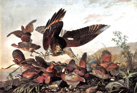 John James Audubon (1785-1851), Hawk Pouncing on Partridges, c. 1827. Oil on canvas, 66 x 101.6 cm, lent by University of Liverpool Victoria Gallery & Museum, who kindly supplied photo