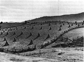 Marion Post Wolcott, Harvest Scene