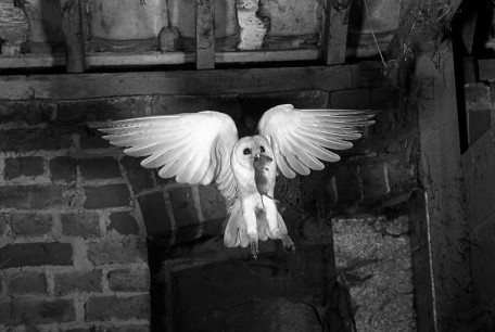 Eric Hosking (1909–91), Heraldic Barn Owl, 1948. Photograph, 28x42 cm, © The Eric Hosking Charitable Trust