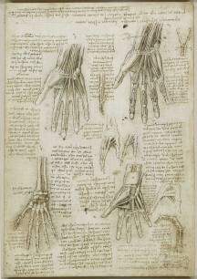 Leonardo da Vinci, The bones, muscles and tendons of the hand, c.1510–11   Royal Collection Trust / © Her Majesty Queen Elizabeth II 2013