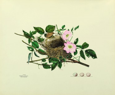 Virginia Jones, Nest of the Field Sparrow,  Courtesy of the Smithsonian Institution Libraries