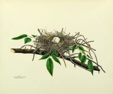 Virginia Jones, nest of Carolina Dove (a.k.a. Turtle Dove) Courtesy of the Smithsonian Institution Libraries