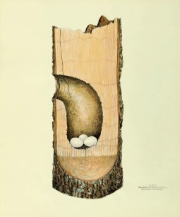 Virginia Jones, Nest of  Red-headed Woodpecker, Courtesy of the Smithsonian Institution Libraries