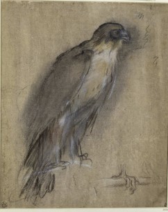 Federico Barocci (1535-1612) Study for a falcon Brown and white chalk with ochre and rose pastel 32 x 25.5 cm Staatliche Museen zu Berlin, Kupferstichkabinett KdZ 20350 © Volker-H. Schneider