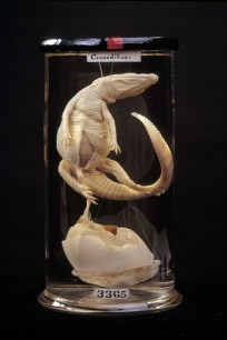 Crocodile and egg, from the Hunterian Collection, London