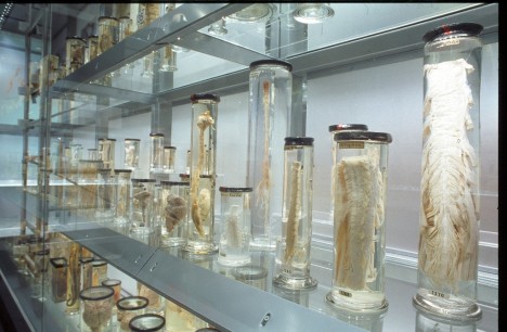 A close-up of some of the contents of the Crystal Gallery, Hunterian Collection, London