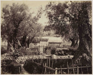  Francis Bedford,  Garden of Gethsemane, Jerusalem. Royal Collection Trust / ©  Her Majesty Queen Elizabeth II