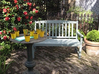 Jill and Martin Leman's garden in Malvern Terrace, London, opened in aid of the NGS. © Jill Leman