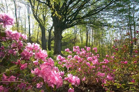 Colourful planting in the Frederik Meijer Gardens and Sculpture Park