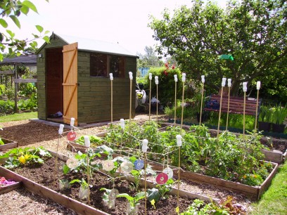 Paddock Allotments, London SW20, on Cannon Hill Common, winner of Best London Allotment for third year running. ©  National Gardens Scheme