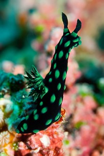 Nicky Taylor, Nudibranch © Nicky Taylor Nudibranchs are brightly coloured, hermaphroditic, shell-less molluscs