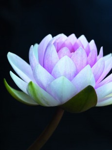 Waterlily (Darwin)