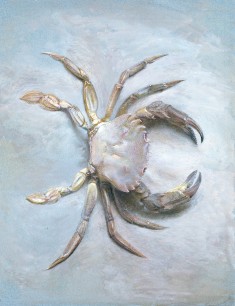 John Ruskin, Study of a Velvet Crab 1870