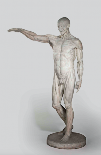 Jean-Antoine Houdon – Flayed Man (L’Ecorche)  1767, plaster, 175 x 119.3 x 62.2 cm, s.base HOUDON F., Inv.2002.33.44. © Joseph M. Tanenbaum Photography: Courtesy of Roy Timm