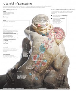 'A world of sensations': a page from Understanding the World: The Atlas of Infographics