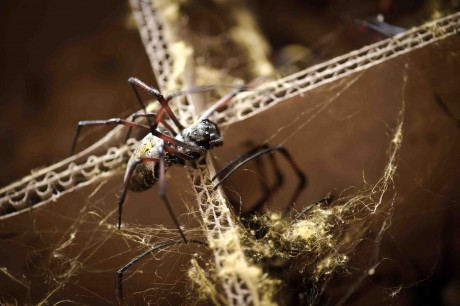 Golden Orb Weaver spider