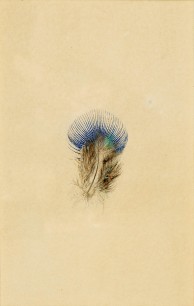 John Ruskin, Study of a peacock's breast feather