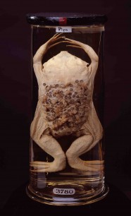 Preserved Surinam toad © Hunterian Museum at the Royal College of Surgeons