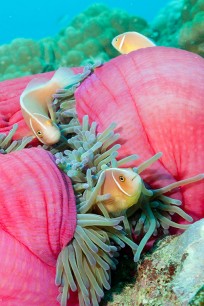 Nicky Taylor, Symbiosis in Pink © Nicky Taylor. These brilliantly coloured sea creatures are not an everyday sight for most of us!