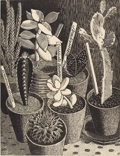 Tirzah Garwood, Cactus Plants, c.1933, wood engraving, 16.3 x 12.7 cm