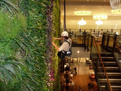 Maintaining a Living Wall, created by BioTecture Ltd, Zizzi restaurant, Gateshead, England.