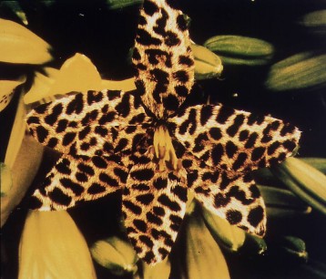 Computer manipulated photograph by Mat Collishaw, Leopard skin lily, 1995 Part of the Simmons & Simmons contemporary art collection.