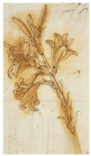 Leonardo da Vinci, Study of a Lily (Lilium candidum), c. 1480–1485 © Windsor Castle, Royal Library