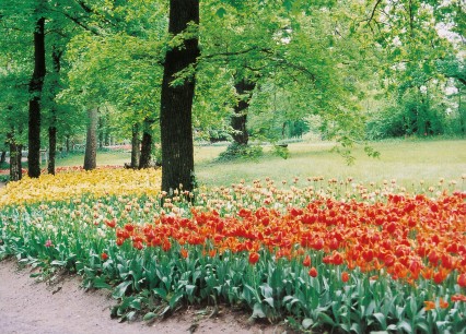 Drifts of tulips spread under the trees as far as the eye can see.