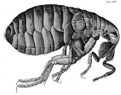 Robert Hooke, The Flea, from Micrographia, or some Physiological Descriptions of Minute Bodies made by Magnifying Glasses, 1665 Engraving, 37 x 46 cm