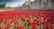 Paul Cummins, Blood Swept Lands and Seas of Red, Tower of London © RLeaHairHRP