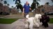 A local dog groomer and shop owner takes his two poodles for a walk in Mizner Kark.  Boca Raton, Florida. Team Miami ® Scott Schmidt