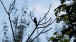 Ahai, Brown-eared Bulbul, 2008-2010, C-print