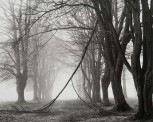 Peter Cattrell, Avenue of Trees, Newfoundland Park, Somme, France, 2000 © Peter Cattrell