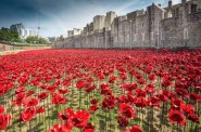 Paul Cummins, Blood Swept Lands and Seas of Red, Tower of London © RLeaHairHRP