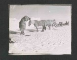Pony camp, Camp 15. Ponies (left to right) Snippetts, Nobby, Michael and Jimmy Pigg, Great Ice Barrier, 19 November 1911, ‘Ponies tethered on the ice beside a man-made ice wall. Sledges in background’. SPRI P2012/5/76