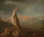 George Stubbs (1724–1806), The Kongouro from New Holland